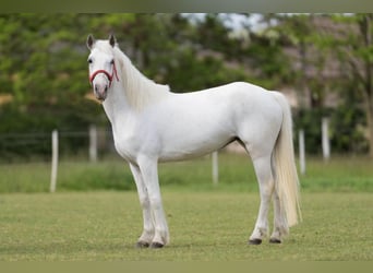 Inne kuce/małe konie, Klacz, 5 lat, 141 cm, Siwa