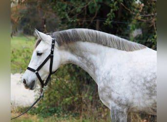 Inne kuce/małe konie, Klacz, 5 lat, 145 cm, Siwa