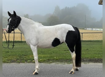 Inne kuce/małe konie, Klacz, 5 lat, 146 cm, Srokata