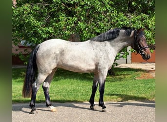 Inne kuce/małe konie, Klacz, 5 lat, 147 cm, Karodereszowata