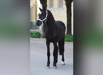 Inne kuce/małe konie, Klacz, 5 lat, 148 cm, Kara