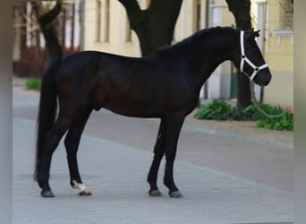Inne kuce/małe konie, Klacz, 5 lat, 148 cm, Kara