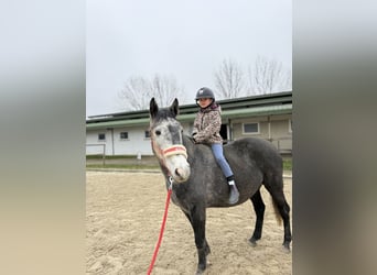 Inne kuce/małe konie, Klacz, 5 lat, 148 cm