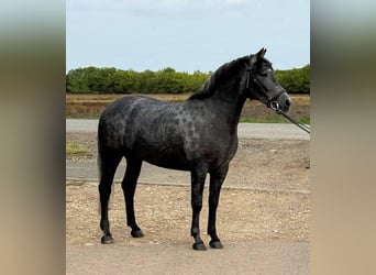 Inne kuce/małe konie, Klacz, 5 lat, 148 cm, Siwa jabłkowita