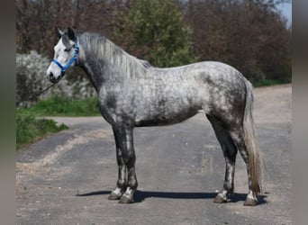 Inne kuce/małe konie, Klacz, 5 lat, 149 cm, Siwa