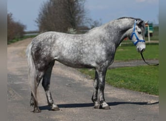 Inne kuce/małe konie, Klacz, 5 lat, 149 cm, Siwa