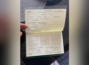 Inne kuce/małe konie, Klacz, 5 lat, 149 cm, Siwa