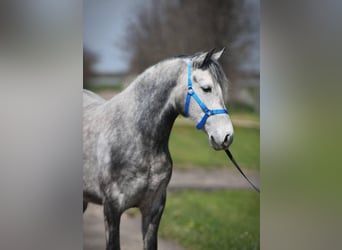 Inne kuce/małe konie, Klacz, 5 lat, 149 cm, Siwa