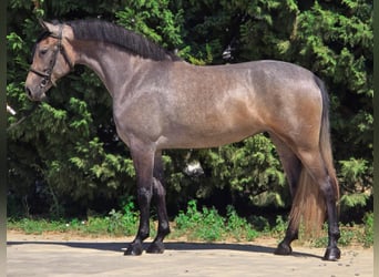 Inne kuce/małe konie, Klacz, 5 lat, 150 cm, Kasztanowatodereszowata