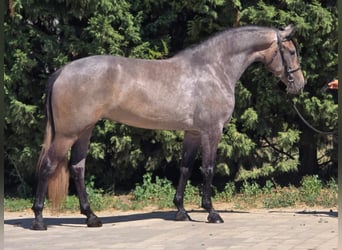 Inne kuce/małe konie, Klacz, 5 lat, 150 cm, Kasztanowatodereszowata