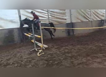 Inne kuce/małe konie, Klacz, 5 lat, 150 cm, Kasztanowatodereszowata