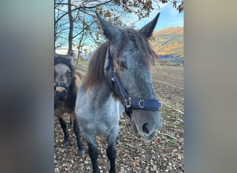 Inne kuce/małe konie, Klacz, 5 lat, 150 cm, Może być siwy