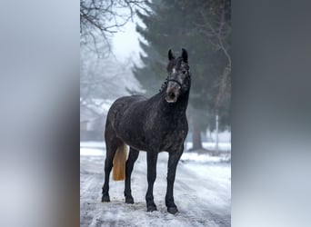 Inne kuce/małe konie, Klacz, 5 lat, 150 cm, Siwa