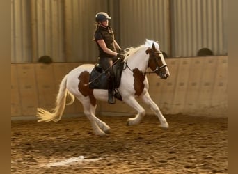 Inne kuce/małe konie, Klacz, 5 lat, 150 cm, Srokata