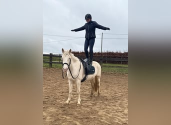 Inne kuce/małe konie, Klacz, 5 lat, 152 cm, Cremello