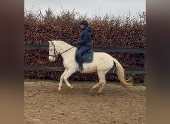 Inne kuce/małe konie, Klacz, 5 lat, 152 cm, Cremello