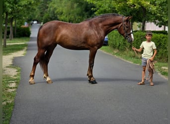 Inne kuce/małe konie, Klacz, 5 lat, 153 cm, Kasztanowata