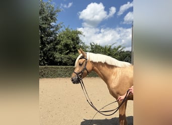 Inne kuce/małe konie Mix, Klacz, 5 lat, 157 cm, Izabelowata