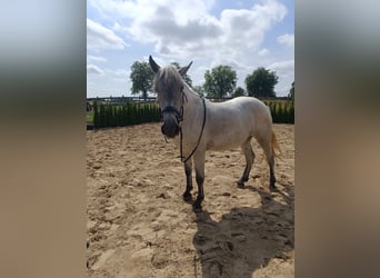 Inne kuce/małe konie, Klacz, 5 lat, 159 cm, Siwa