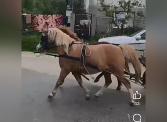 Inne kuce/małe konie, Klacz, 6 lat, 115 cm, Izabelowata