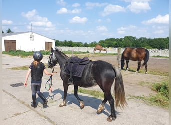 Inne kuce/małe konie, Klacz, 6 lat, 123 cm, Siwa jabłkowita