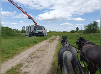 Inne kuce/małe konie, Klacz, 6 lat, 123 cm, Siwa jabłkowita