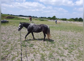 Inne kuce/małe konie, Klacz, 6 lat, 123 cm, Siwa jabłkowita