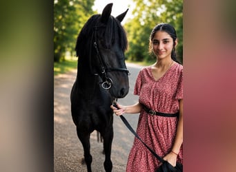 Inne kuce/małe konie, Klacz, 6 lat, 137 cm, Kara