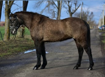 Inne kuce/małe konie, Klacz, 6 lat, 140 cm
