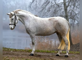 Inne kuce/małe konie, Klacz, 6 lat, 146 cm, Siwa