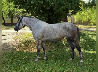 Inne kuce/małe konie, Klacz, 6 lat, 147 cm, Siwa