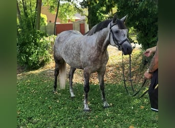 Inne kuce/małe konie, Klacz, 6 lat, 147 cm, Siwa