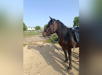 Inne kuce/małe konie, Klacz, 6 lat, 148 cm, Ciemnogniada