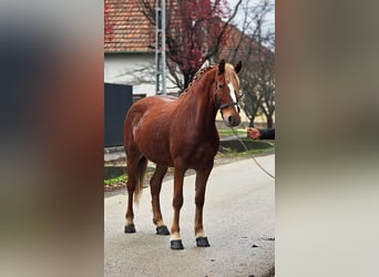 Inne kuce/małe konie, Klacz, 6 lat, 148 cm, Gniada