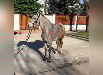 Inne kuce/małe konie, Klacz, 6 lat, 148 cm, Siwa jabłkowita