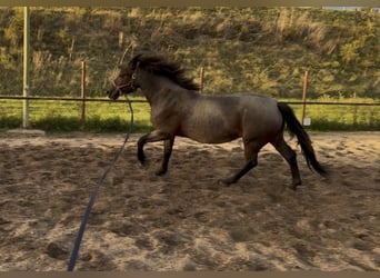 Inne kuce/małe konie Mix, Klacz, 6 lat, 151 cm, Bułana