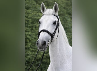 Inne kuce/małe konie, Klacz, 6 lat, 151 cm, Siwa