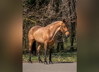 Inne kuce/małe konie, Klacz, 6 lat, 155 cm, Kasztanowatodereszowata