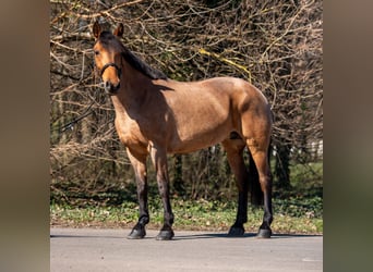Inne kuce/małe konie, Klacz, 6 lat, 155 cm, Kasztanowatodereszowata