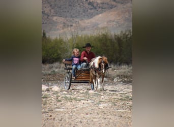 Inne kuce/małe konie, Klacz, 6 lat, 97 cm, Tobiano wszelkich maści