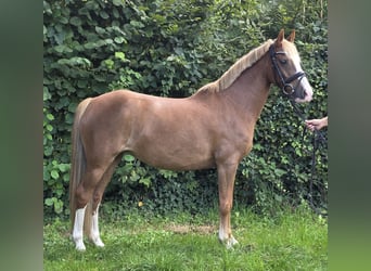 Inne kuce/małe konie, Klacz, 7 lat, 138 cm, Kasztanowata
