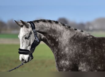 Inne kuce/małe konie, Klacz, 7 lat, 140 cm, Siwa