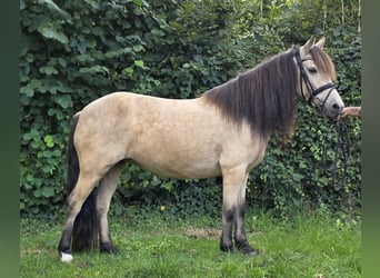 Inne kuce/małe konie, Klacz, 7 lat, 145 cm, Bułana