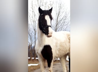 Inne kuce/małe konie, Klacz, 7 lat, 145 cm, Srokata