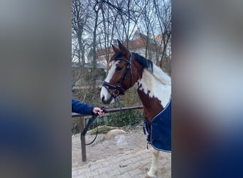 Inne kuce/małe konie, Klacz, 7 lat, 146 cm, Srokata