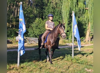 Inne kuce/małe konie, Klacz, 7 lat, 147 cm, Ciemnogniada