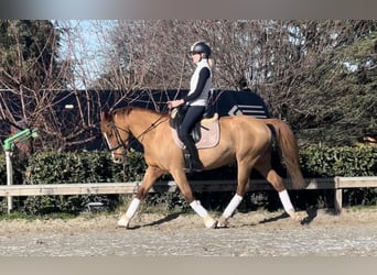 Inne kuce/małe konie, Klacz, 7 lat, 147 cm, Ciemnokasztanowata