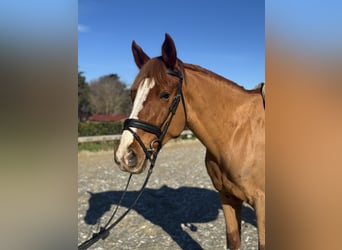 Inne kuce/małe konie, Klacz, 7 lat, 147 cm, Ciemnokasztanowata