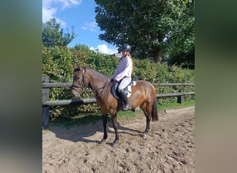 Inne kuce/małe konie, Klacz, 7 lat, 147 cm, Gniada