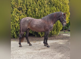 Inne kuce/małe konie, Klacz, 7 lat, 148 cm, Gniada